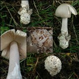 Amanita simulans image
