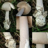 Amanita simulans image