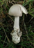 Amanita simulans image