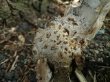 Amanita simulans image