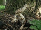 Amanita simulans image