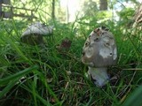 Amanita simulans image