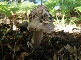 Amanita simulans image