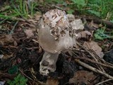 Amanita simulans image