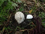 Amanita simulans image