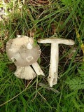 Amanita simulans image