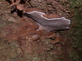 Ganoderma australe image
