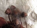 Spinellus fusiger image
