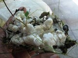 Sebacina incrustans image