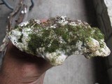 Oxyporus populinus image