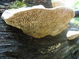 Daedalea quercina image