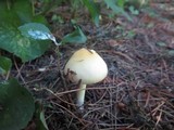 Amanita russuloides image