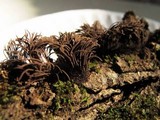Stemonitis splendens image