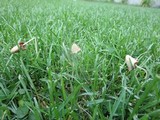Conocybe apala image