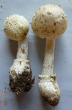 Amanita multisquamosa image