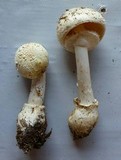 Amanita multisquamosa image