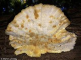 Postia fragilis image