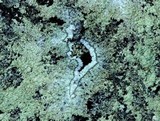 Lecanora thysanophora image