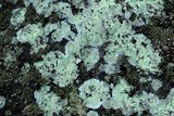 Lecanora thysanophora image