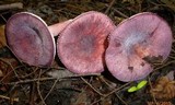 Russula mariae image