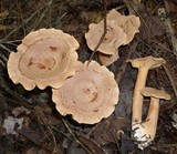 Lactarius helvus image