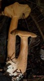 Lactarius helvus image