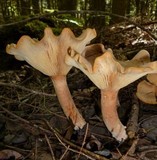 Lactarius helvus image