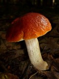 Leccinum longicurvipes image