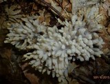 Sebacina schweinitzii image