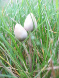 Psilocybe semilanceata image