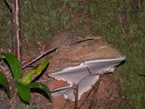 Ganoderma australe image