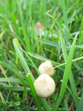 Psilocybe semilanceata image