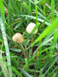 Psilocybe semilanceata image