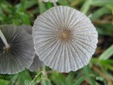 Parasola plicatilis image