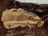 Skeletocutis nivea image