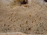 Skeletocutis nivea image