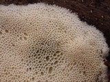 Skeletocutis nivea image