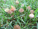Psilocybe semilanceata image