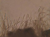 Skeletocutis nivea image