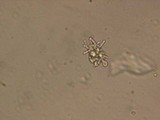 Skeletocutis nivea image
