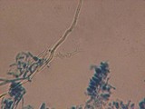 Skeletocutis nivea image