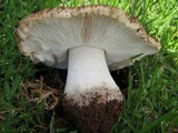 Termitomyces umkowaan image