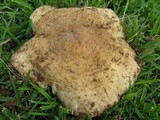 Termitomyces umkowaan image