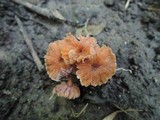 Laccaria tortilis image