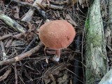 Austroboletus gracilis image