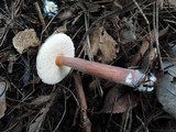 Austroboletus gracilis image