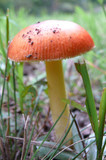 Amanita parcivolvata image