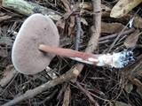 Austroboletus gracilis image