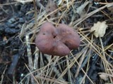 Laccaria purpureobadia image
