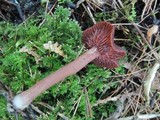 Laccaria purpureobadia image
